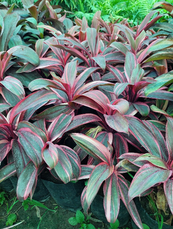 Dracaena Broad Leaf